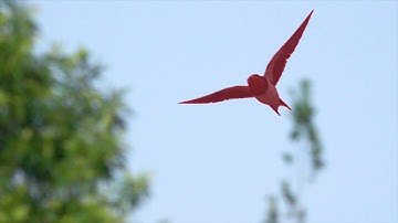 A swallow flying (segmentation with tracking bounding box)