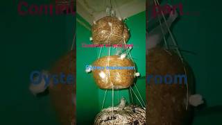 Oyster Mushroom Farming At Home Training Video