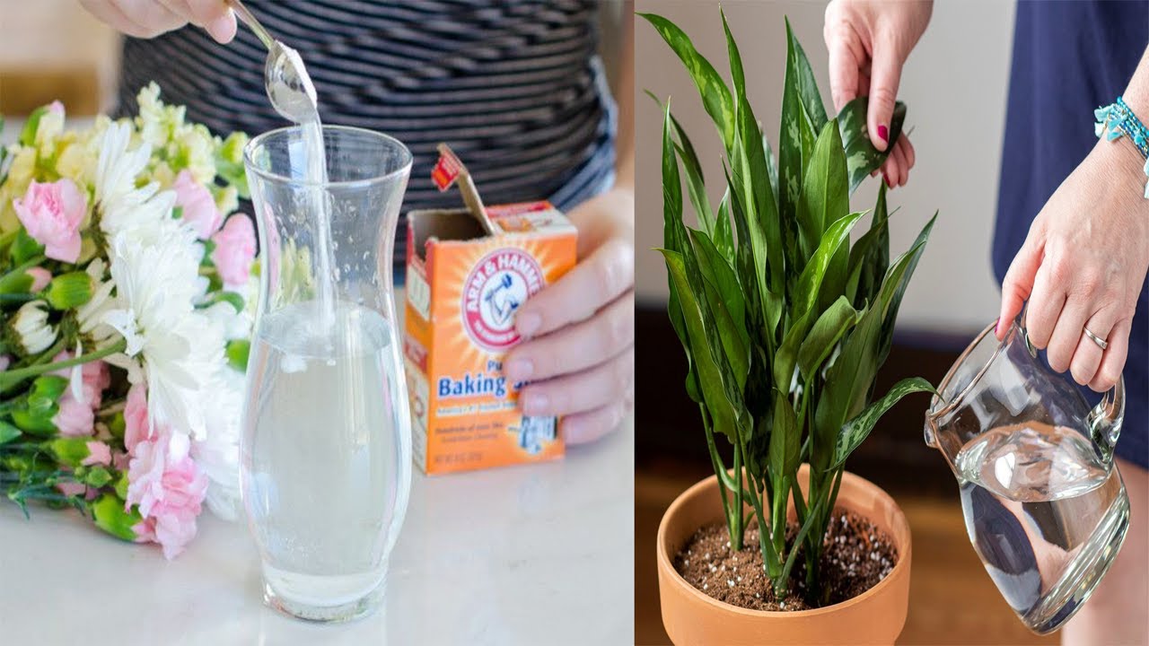 Hidhni një gotë nga kjo tek lulet tuaja në shtëpi dhe rezultati do ju lërë pa fjalë