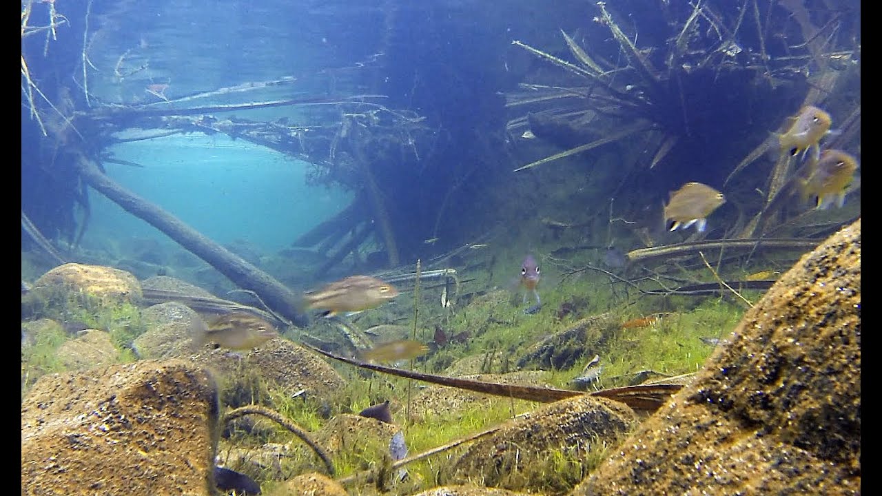 Native fish: Midgley's Grunters (Pingalla midgleyi) and other grunters from Kakadu