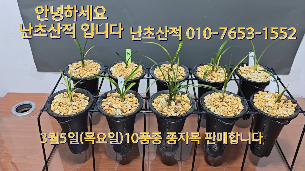 3월5일 (목요일)종자목 하세요 4k 