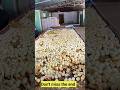 Duck Eggs Harvest | Duck Farming | Village farming|Farming #shorts #duck #farming #food