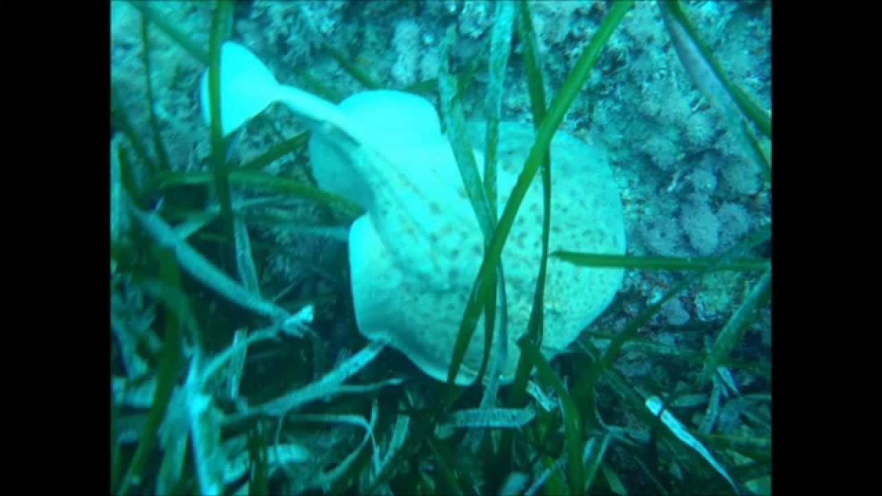 Centro de Buceo en Altea Greenwichdiving