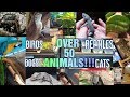 Reptile Room Tour\ ALL OF MY ANIMALS!!!!