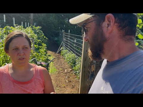 I'll Make 'Em Till I Can't... || Cows, Cabbage, & the BEST Dill Pickles || June 2026