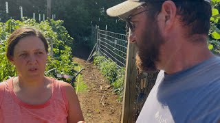 I'll Make 'Em Till I Can't... || Cows, Cabbage, & the BEST Dill Pickles || June 2026