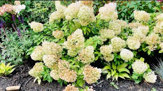 How To Train A Hydrangea Tree from a Bush // How to divide a hydrangea  Part 2 of 2