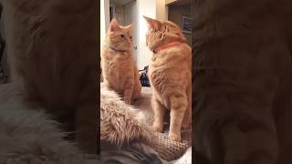 Funny Cats 😺 Episode 163 #Shorts