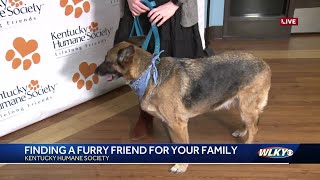 Your dog can be the second most famous dog in Louisville