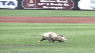 Possum chase at Modern Woodmen Park