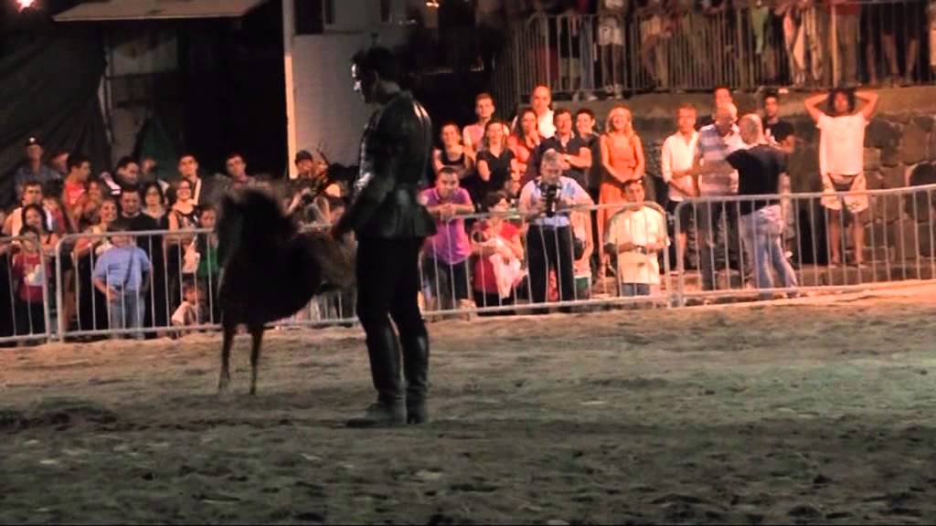 Charlie Il Cavallo Più Piccolo Del Mondo