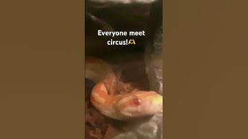 Say hi to her !!#snakevideo #reptiles #tvgirl #snake