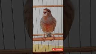 Canary training in 5 minutes will make your canary to sing!