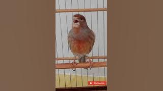 Canary training in 5 minutes will make your canary to sing!