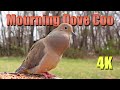 Mourning Dove Call With Matching Video 8 Hours Nostalgia Birdsounds Nature Wildlife Nostalgic 
