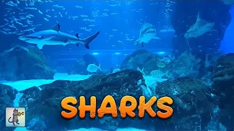 Sharks! 🦈 Large Shark Aquarium with Ocean Fish & Relaxing Music.