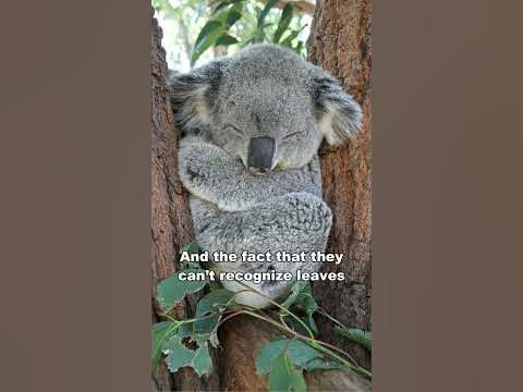 Koala Is The Dumbest Animal In The World - YouTube