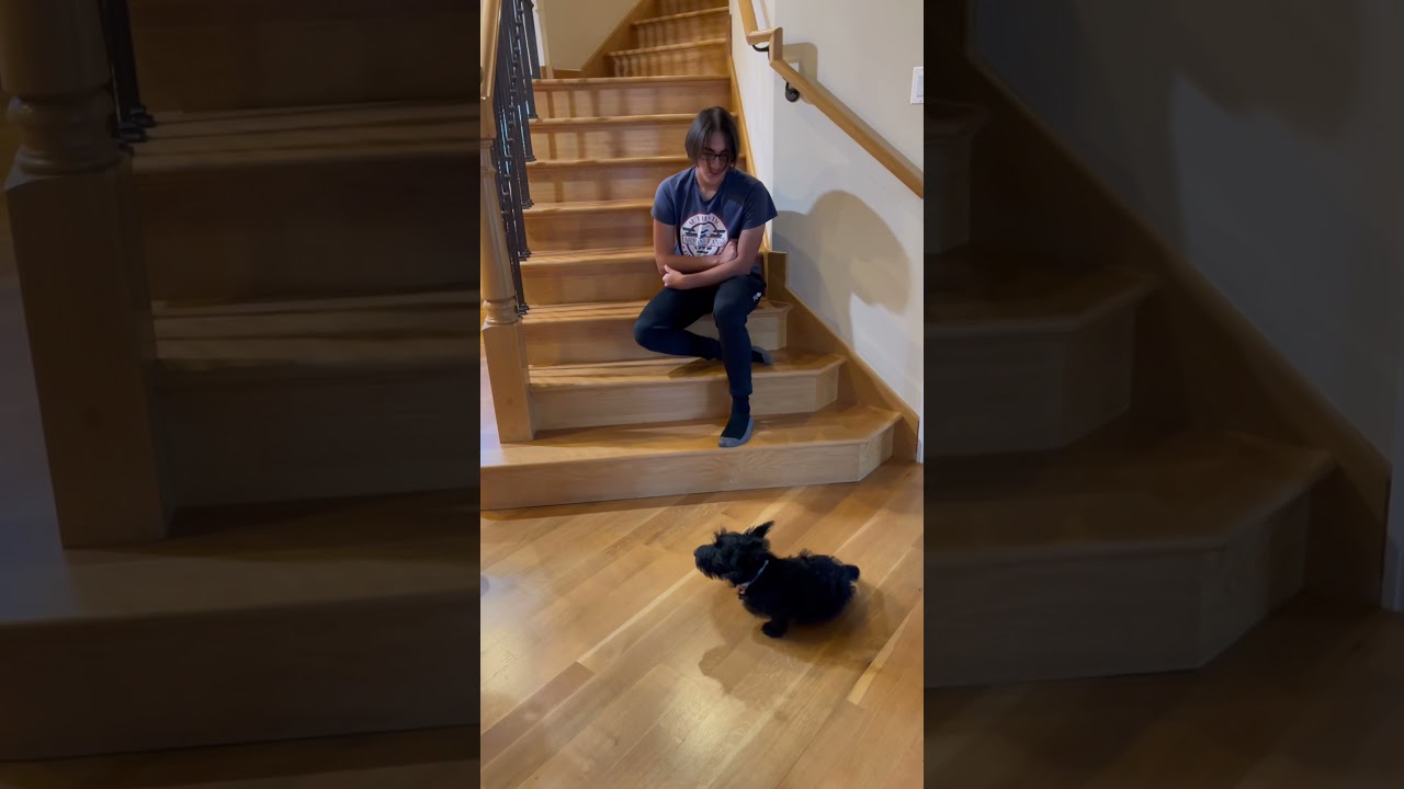 Cutest 3 month old Scottie puppy singing along. He’s a singer