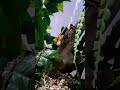 the OG of Aj and the exotics 🦎 #crestedgecko #staredown #og #ajandtheexotics
