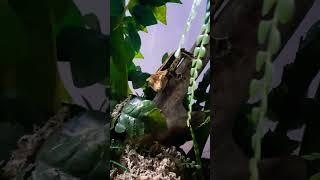 the OG of Aj and the exotics 🦎 #crestedgecko #staredown #og #ajandtheexotics