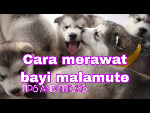 Video: Baka Anjing Sederhana: Panduan Kesihatan Lengkap