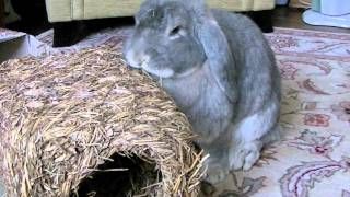 Daisy- giant rabbit devours nesting Box by Yvonne G Witter 629 views 12 years ago 35 seconds