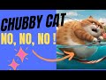 Chubby Cat vs Water: What Happens? 🐈💧