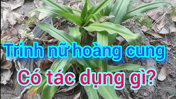 Tác dụng của cây trinh nữ hoàng cung.