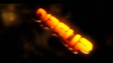 DipFlip - Minecraft Animated Intro [Rushed]