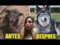 3 PERROS ANTES Y DESPUÉS DE SER RESCATADOS