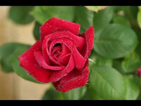 Kau seputih Melati - In memoriam Dian Pramana Poetra 1961-2018