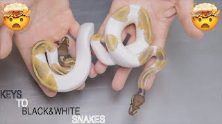 One Of The KEYS To A BLACK&WHITE Snake II BH Pied Clutch Cutting
