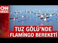 Tuz Gölü’nde binlerce yavru flamingo yumurtadan çıktı