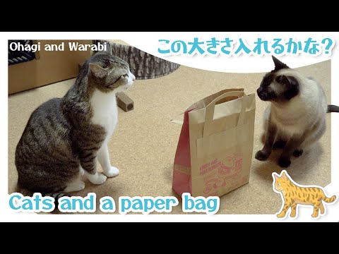 猫のこの大きさ入れるかな？