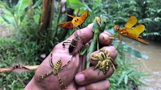 found an extraordinary big jump spider‼catching moths, chameleons, dragonflies, bugs, caterpillars