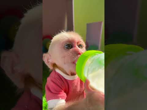 Baby monkey Bon
