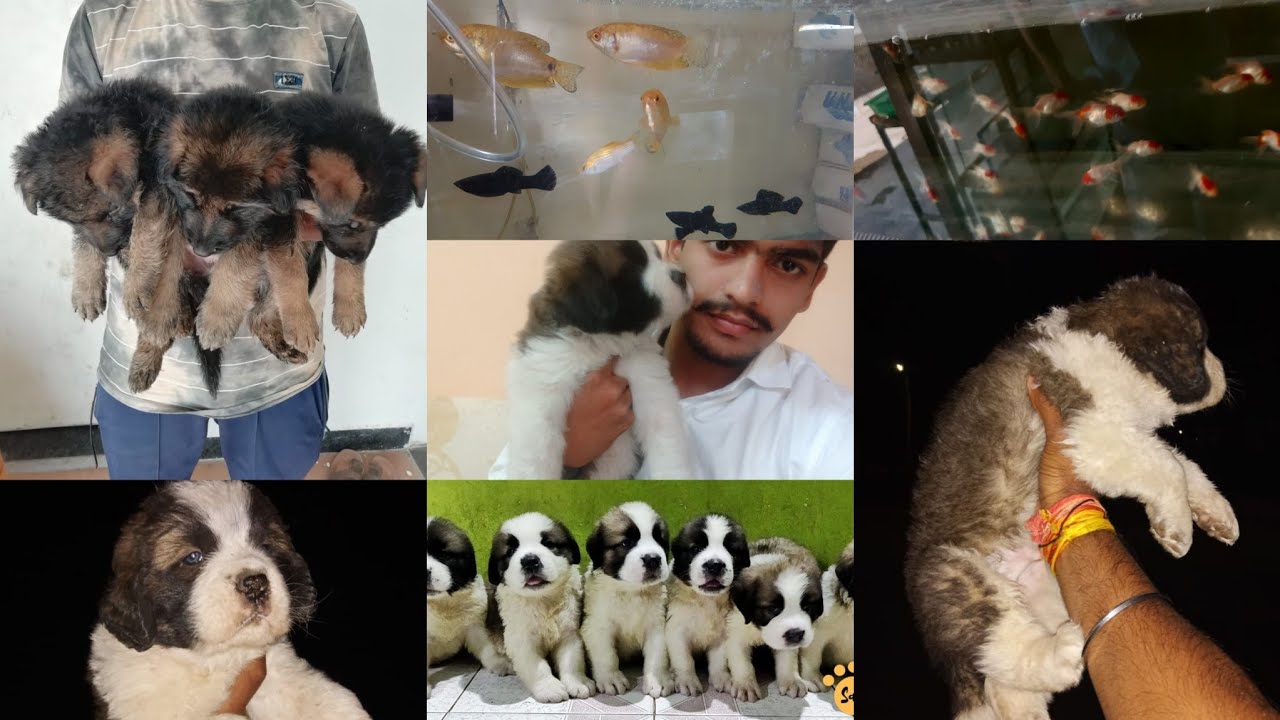 Pet shop in Jabalpur MP all types of dog breed available Saint Bernard puppies 8602 929599 YouTube