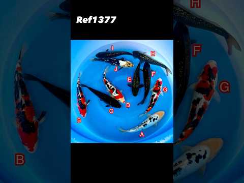 Miyatora mix Ref1377