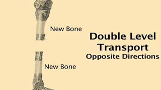 Double Level Transport, Opposite Directions