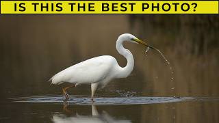 Which Wildlife Photo Is the Best I Score 9 Photos