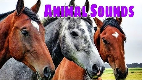 Animal Sounds for Children (20 Amazing Animals)