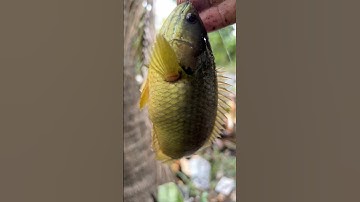 🎣 Rô đồng tự nhiên ăn giật liền tay😍#Fishing #HaiHuaFishing #CauCaGiaiTri #FishingLife #Shorts