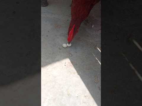 rooster eat 😋 parrot egg 🍥#vlog #shorts