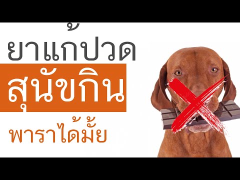 ยาแก้ปวด อักเสบ ของ สุนัข ยาแก้ปวดสุนัข rimadyl 38 ยา สุนัข ยาคนที่สุนัขกินได้ การรักษา