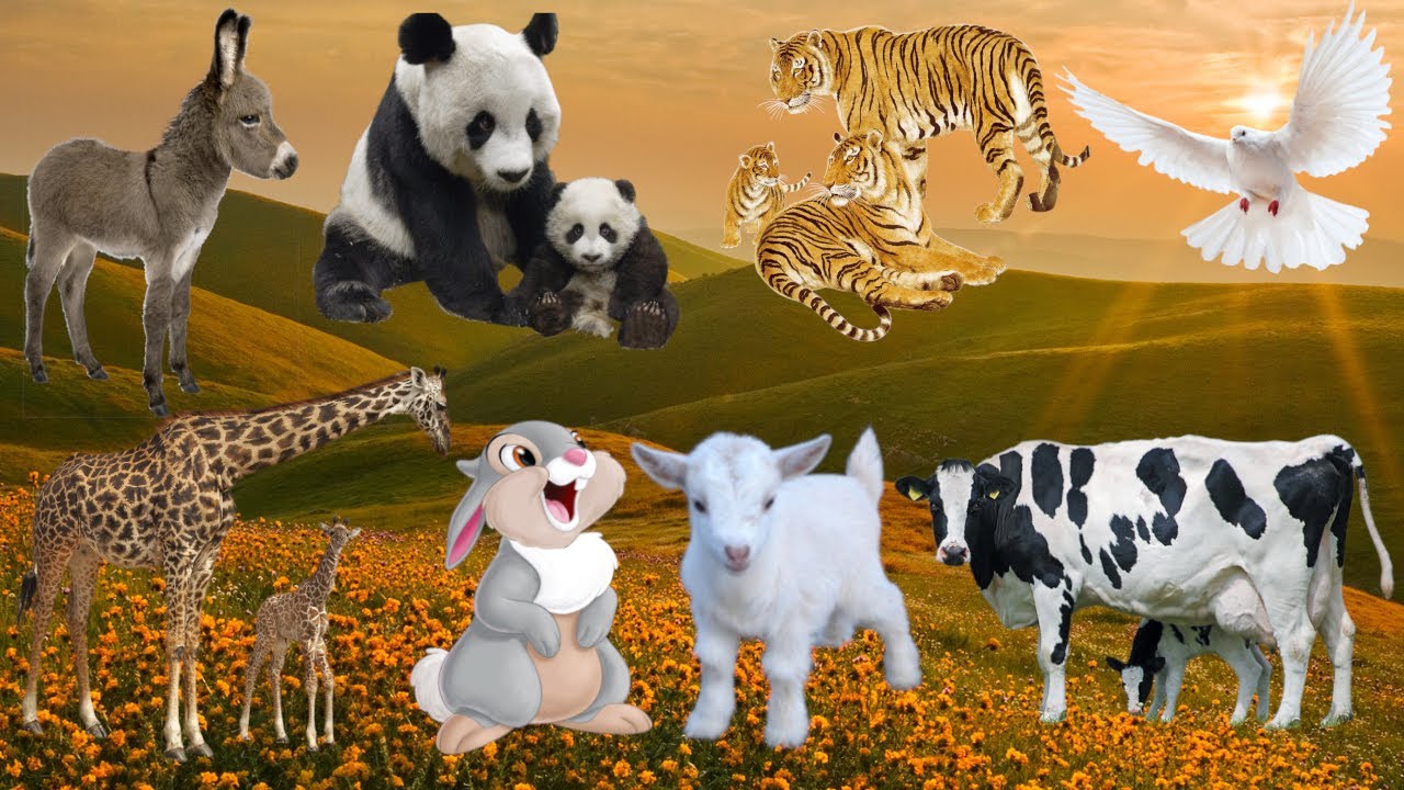 Cute Little Farm Animal Sounds Pandas, Tigers, Giraffes, Cows Animal