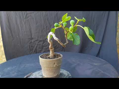 Vídeo: Ficus Carica