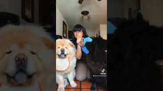 Tag chow chow | pet ?