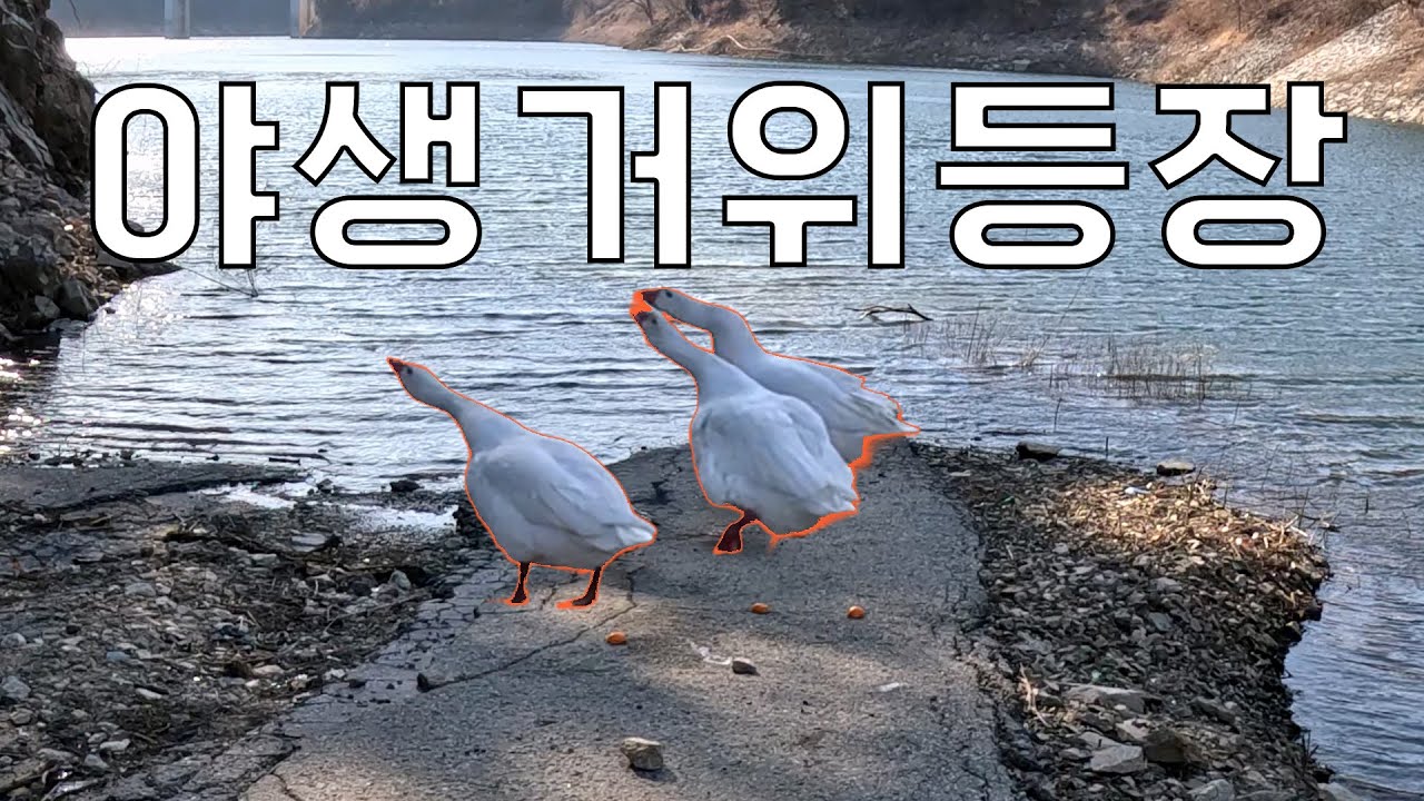 이젠 거위 가 등장합니다. | 【GODDAM】 EP.04 의심
