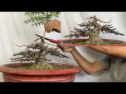Video KẾT THÚC NGỌN CHO CÂY BONSAI MINI DÁNG TRỰC LẮC CHUẨN... - youtube