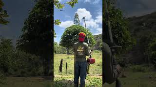 Umbrella-shaped pruning for a Ficus benjamina!